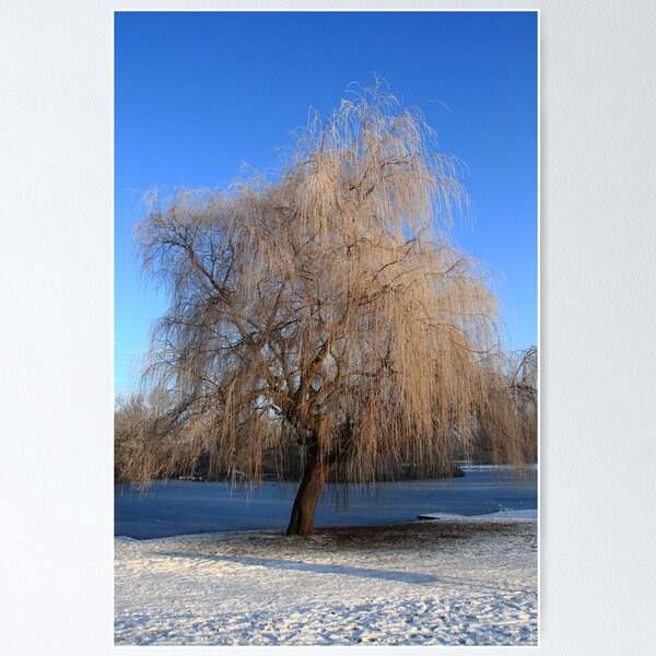Item preview, Winter Willow designed and sold by Paul Bettison.