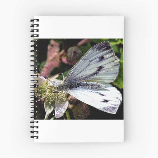 Aperçu de l'œuvre Small White Butterfly créée et vendue par Lynn Bolt.