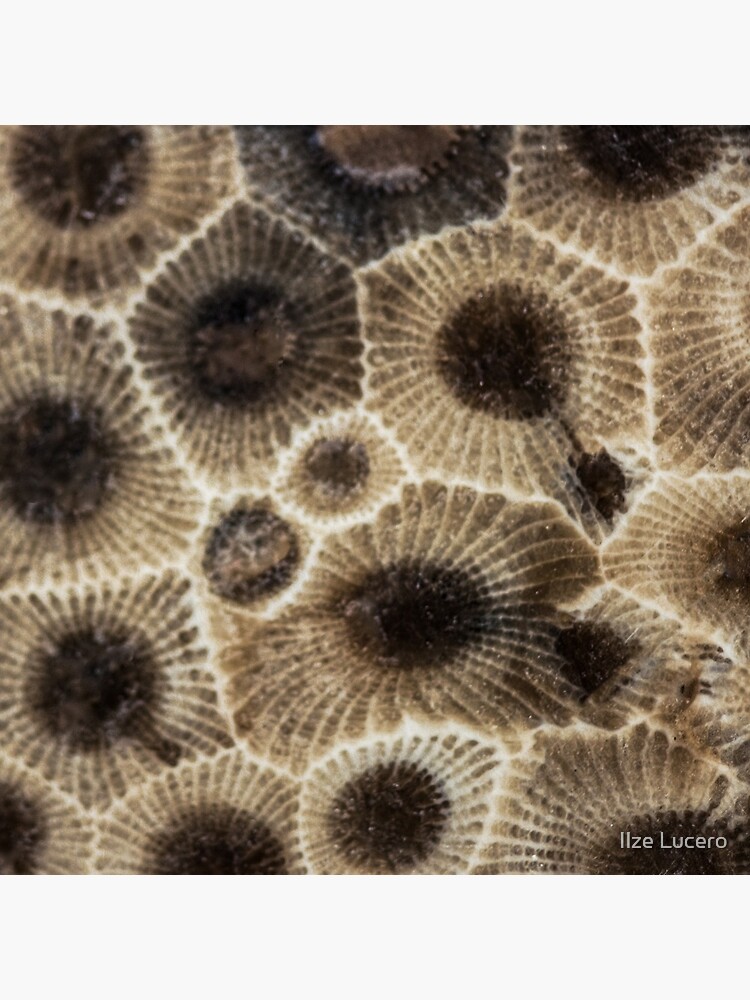 Thumbnail 5 of 5, Coasters (Set of 4), Petoskey Stone designed and sold by ilzesgimene.