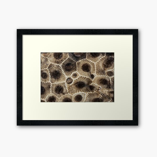 Item preview, Petoskey Stone  designed and sold by Ilze Lucero.