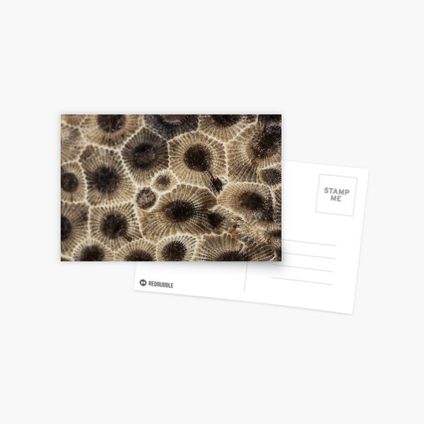 Item preview, Petoskey Stone  designed and sold by Ilze Lucero.