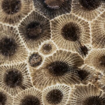 Artwork thumbnail, Petoskey Stone by Ilze Lucero