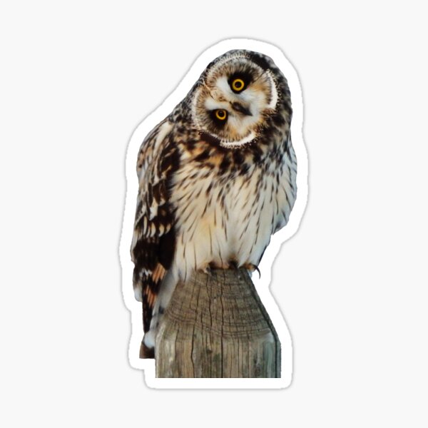 Short-Eared Owl Sticker