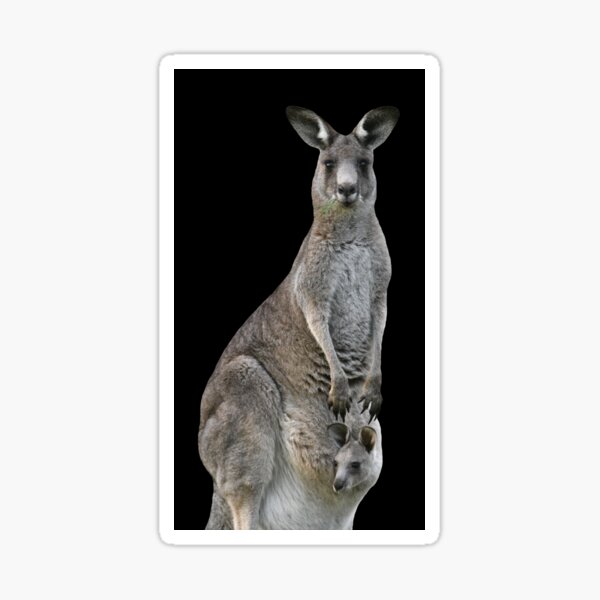 Kangaroo with joey looking out of pouch 2 Sticker