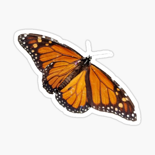 Butterfly Sticker