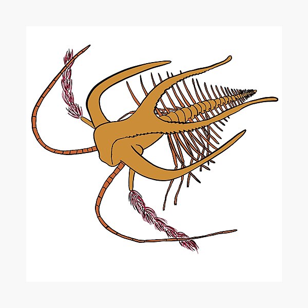 Aperçu de l'œuvre Marrella Splendens créée et vendue par GenteriesCloset.