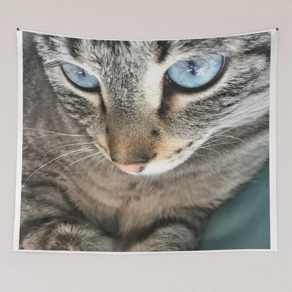 Item preview, Blue-eyed Lynx Colored Tabby Cat Close-up designed and sold by JanineEK.