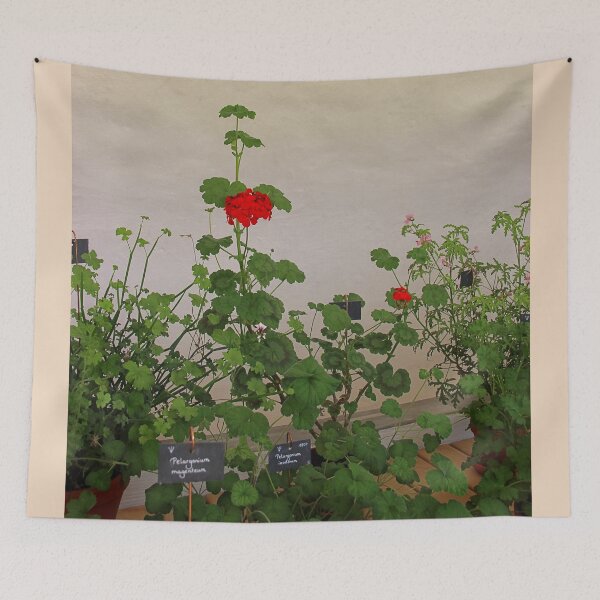 Item preview, Geraniums (Pelargonium) #11 designed and sold by Hell-Prints.