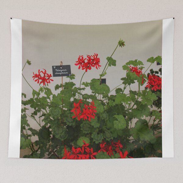 Item preview, Geraniums (Pelargonium) #8 designed and sold by Hell-Prints.