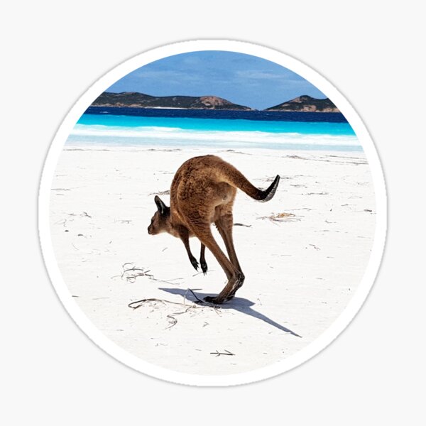 Kangaroo Lucky Bay Sticker