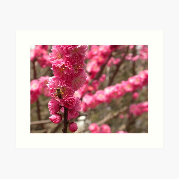 Bee on Cherry Blossom, Kyoto, Japan Art Print