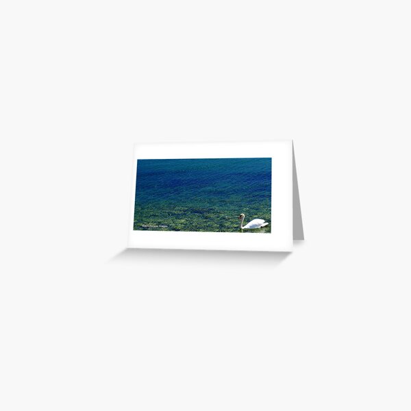 A Lone Swan Greeting Card