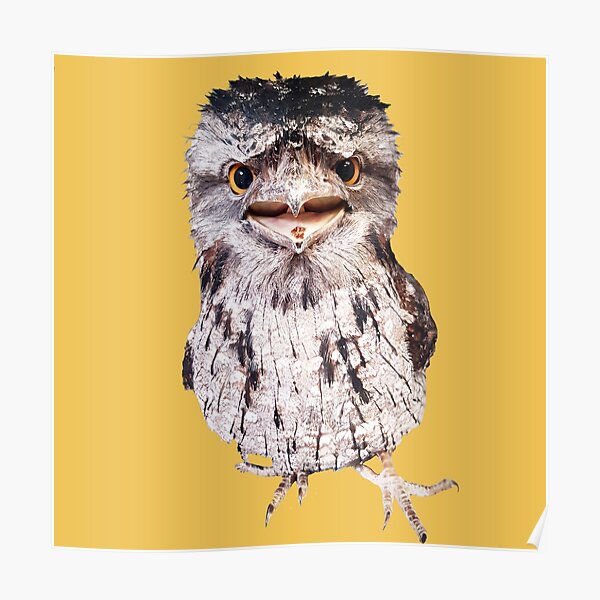 Bird Tawny Frogmouth Poster