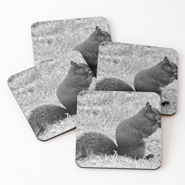 Item preview, Black Squirrel in B&W designed and sold by AnnDixon.