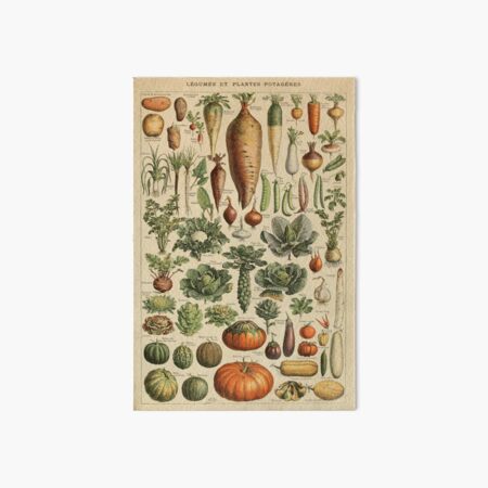 Ilustración vintage de verduras Lámina rígida