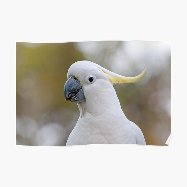 Sulphur-crested Cockatoo - Cacatua galerita Poster