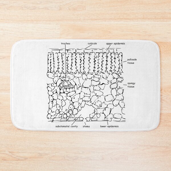Item preview, Histological cross-section of the leaf, labeled designed and sold by RosArt100.
