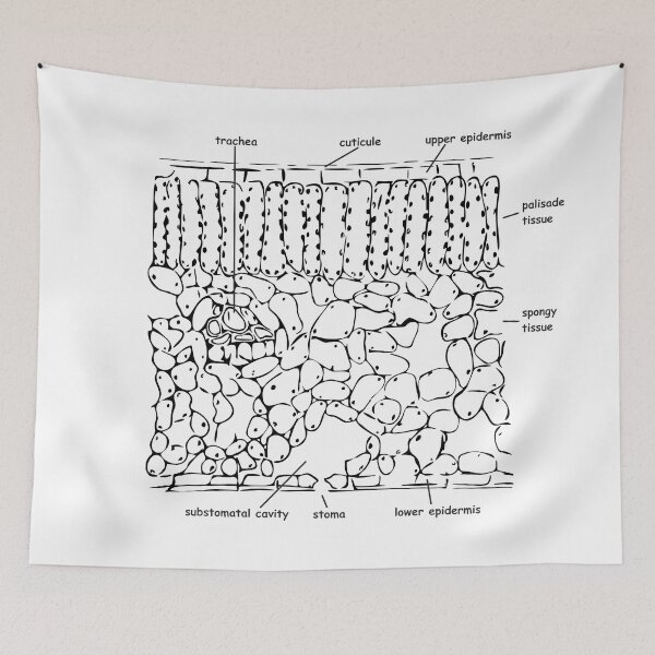 Item preview, Histological cross-section of the leaf, labeled designed and sold by RosArt100.