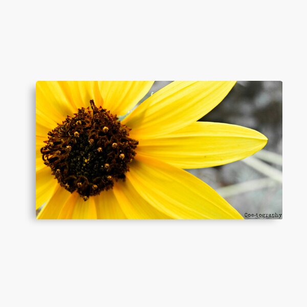 Yellow, Like The Sun Canvas Print