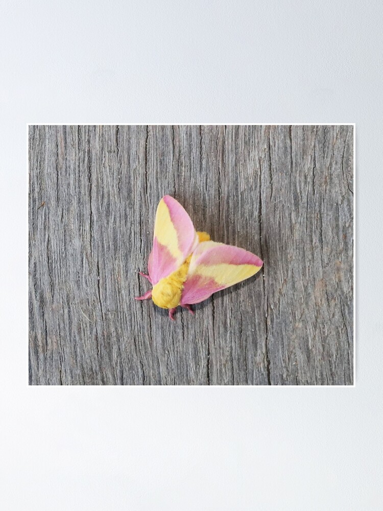 Paper Rosy Maple Moth - Moth & Myth