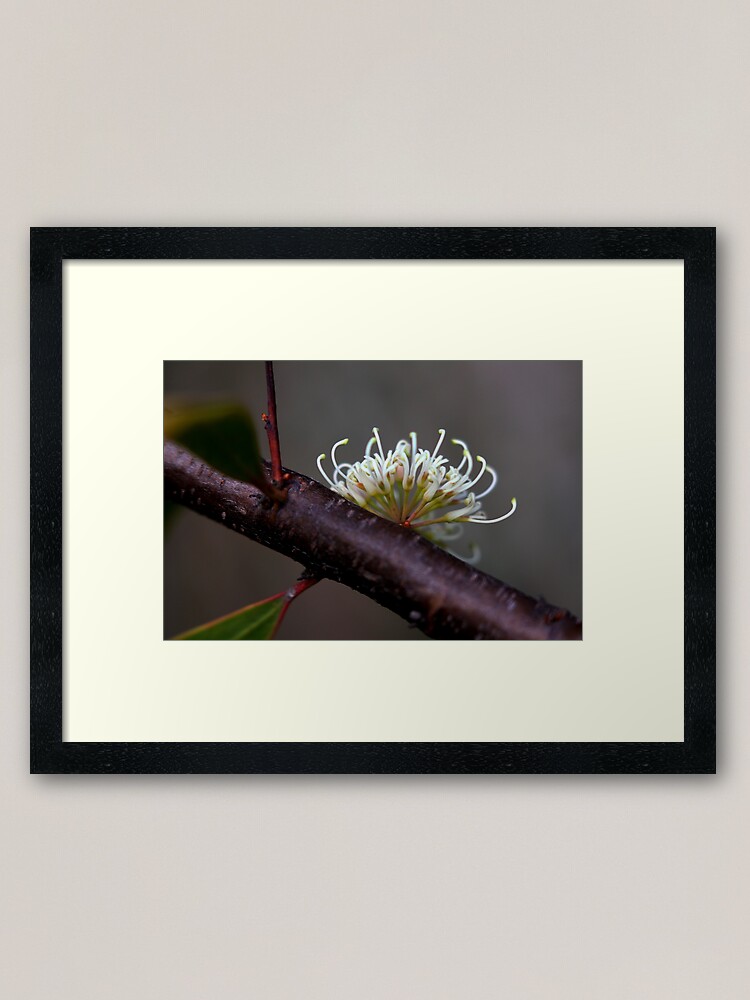 Alternate view of Hakea florulenta Framed Art Print