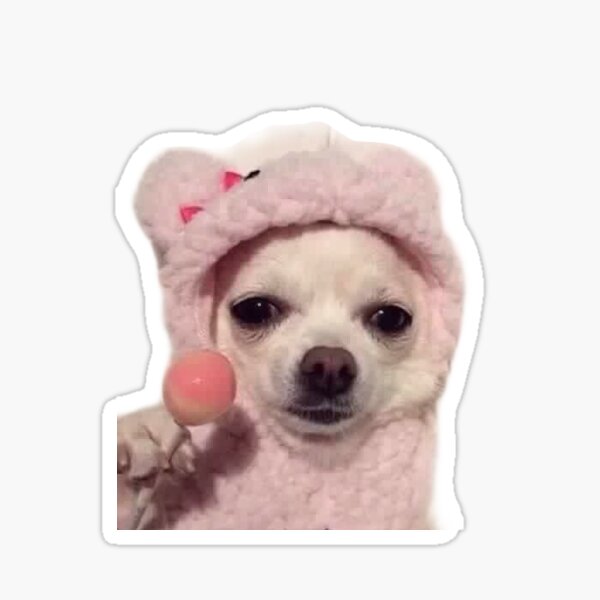 Pegatina Meme Chihuahua De Maggiepettus Redbubble