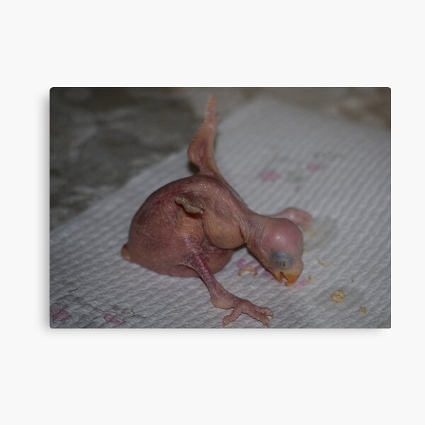Meet my new Baby Metal Print
