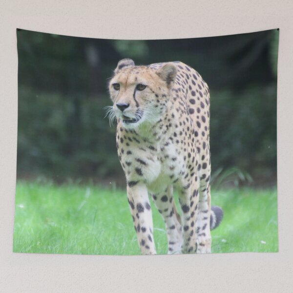 Item preview, Cheetah 003 designed and sold by JAMFoto.