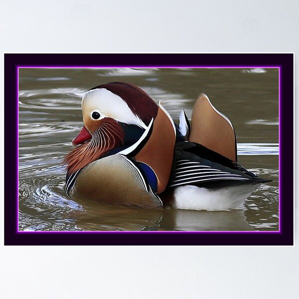 Artikelvorschau, The Mandarin Duck entworfen und verkauft von snapdecisions.