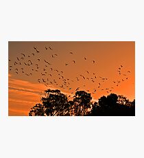 Corella Sunset Photographic Print