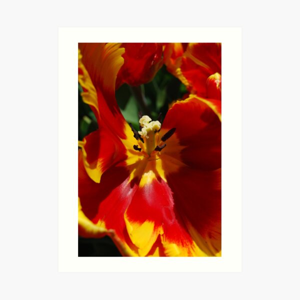 Duet Art Print