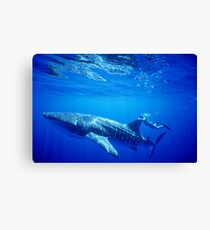 Shark Ride! Canvas Print