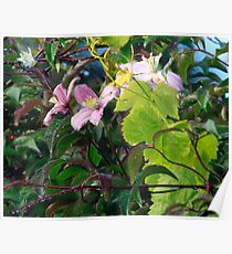 Flower dew Poster