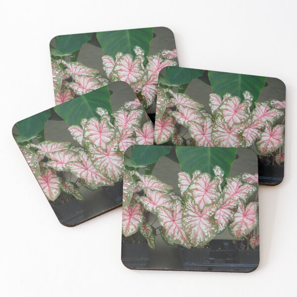 Item preview, Coleus designed and sold by ctheworld.