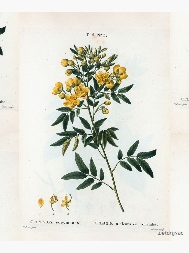 Traité des Arbres et Arbustes 0054 Cassia corymbosa Casse à fleurs en corymbe by wetdryvac