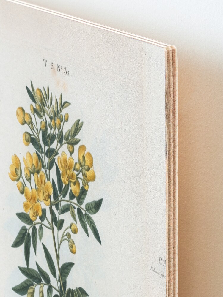 Alternate view of Traité des Arbres et Arbustes 0054 Cassia corymbosa Casse à fleurs en corymbe Mounted Print
