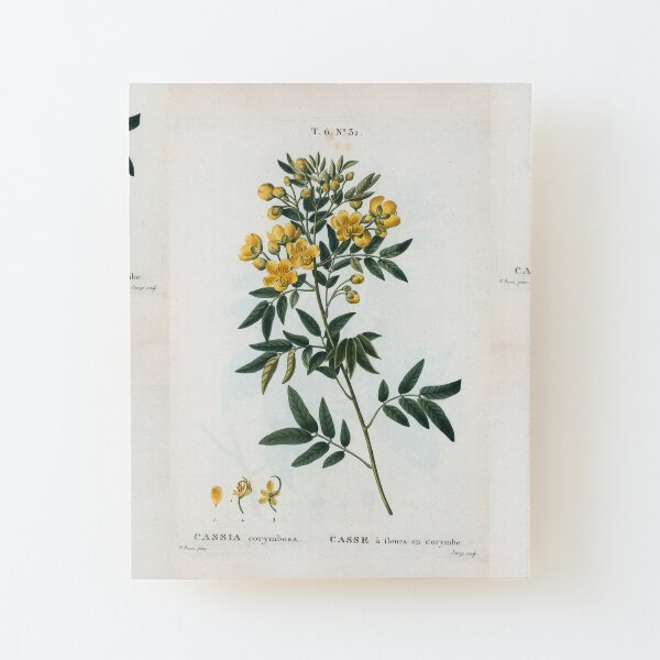 Traité des Arbres et Arbustes 0054 Cassia corymbosa Casse à fleurs en corymbe Wood Mounted Print