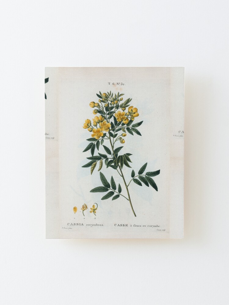 Alternate view of Traité des Arbres et Arbustes 0054 Cassia corymbosa Casse à fleurs en corymbe Mounted Print