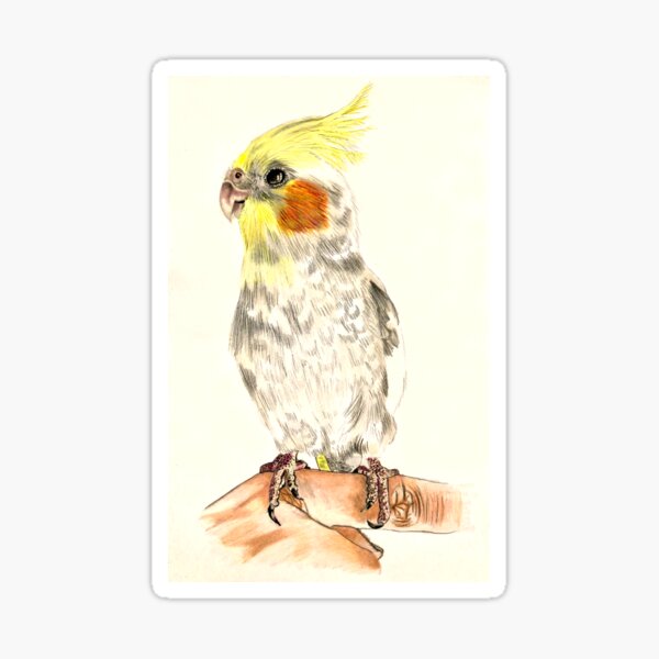"cockateil" Sticker for Sale by KoaLau | Redbubble