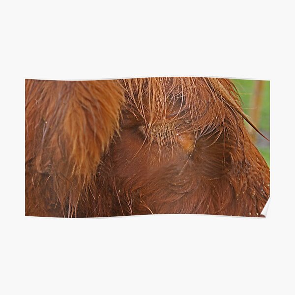 Hamish Poster
