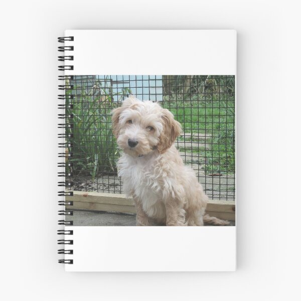Item preview, Cockerpoo puppy designed and sold by stude.