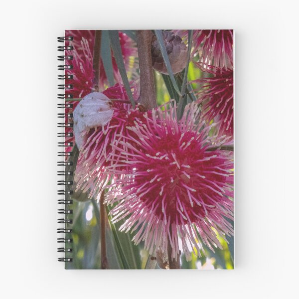 Item preview, Hakea Laurina - group designed and sold by DPalmer.
