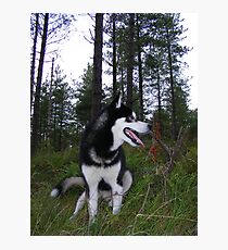 Timberwolf Photographic Print