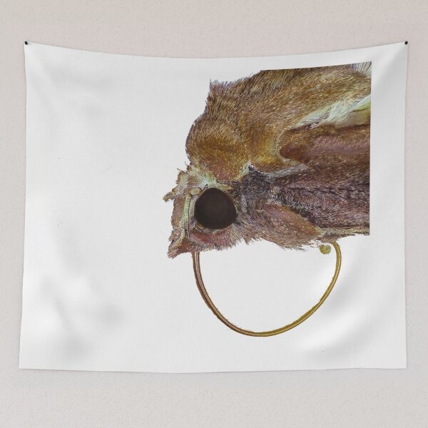 Item preview, Moth with its nectar Tonge out  designed and sold by peterwyatt.