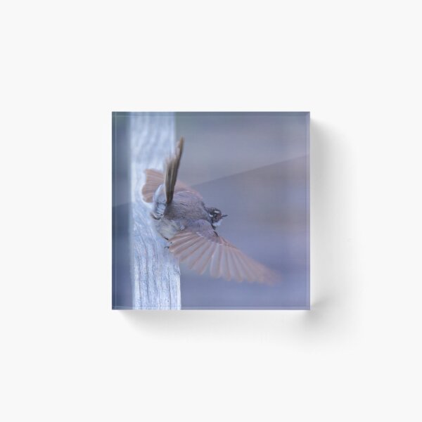 FANTAIL ~ Grey Fantail 2FATUPdQ by David Irwin Acrylic Block