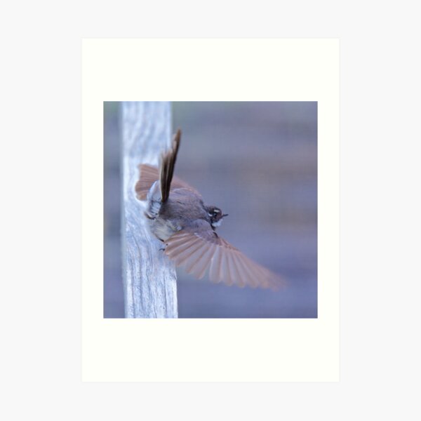 FANTAIL ~ Grey Fantail by David Irwin Art Print