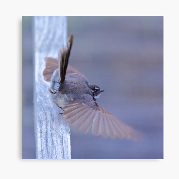 FANTAIL ~ Grey Fantail 2FATUPdQ by David Irwin Canvas Print