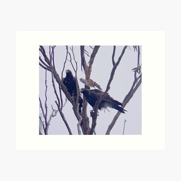 Item preview, RAPTOR ~ Wedge-tailed Eagle HFKCDA9Q by David Irwin designed and sold by tasmanianartist.