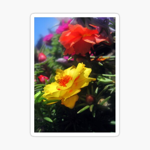Summer Flowers 2 Sticker