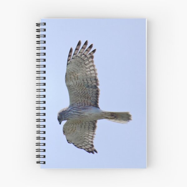 Artikelvorschau, RAPTOR ~ Swamp Harrier WH3TDYTB von David Irwin entworfen und verkauft von tasmanianartist.